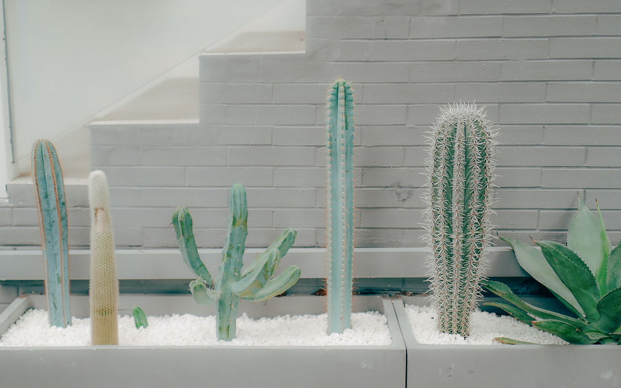 Différents cactus dans des pots clairs